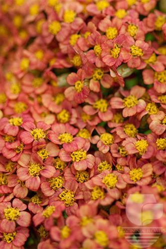 Waxflower                     