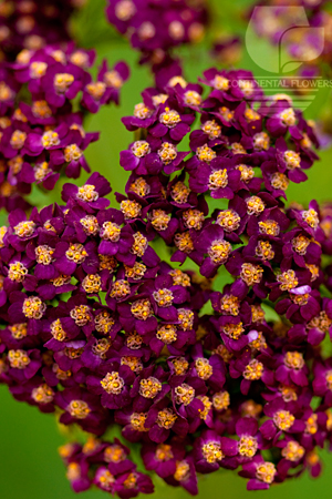 Waxflower