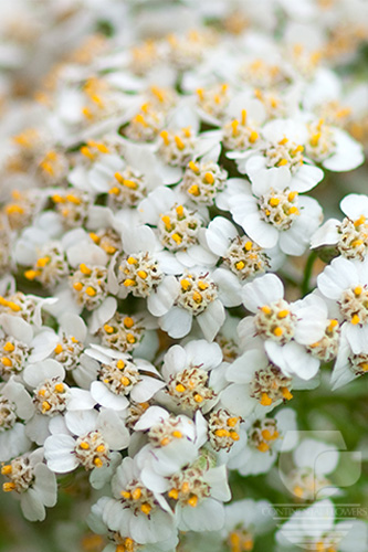 Waxflower                     