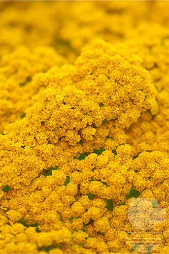 Waxflower                     