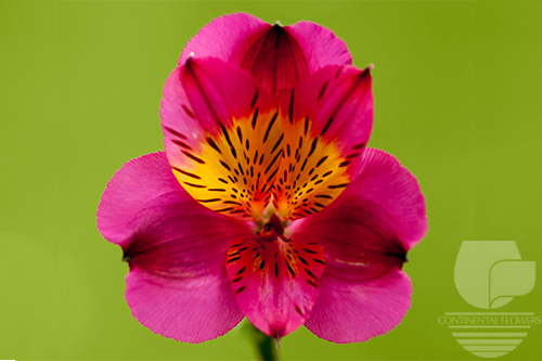 Waxflower                     