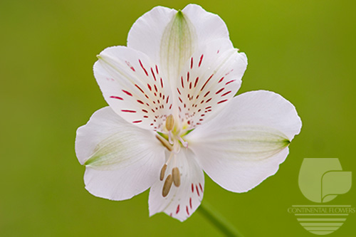 Waxflower                     