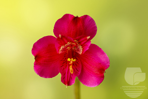 Waxflower                     