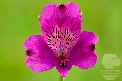 Waxflower                     