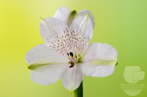 Waxflower                     