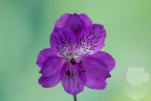 Waxflower                     