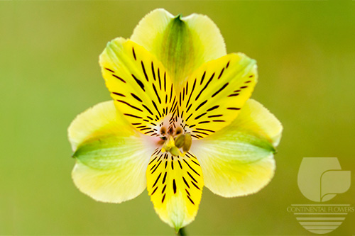 Waxflower                     