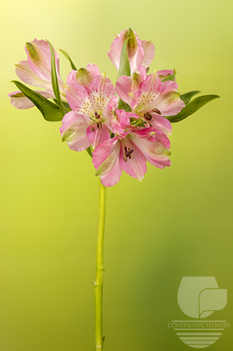 Waxflower                     