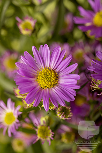 Waxflower                     