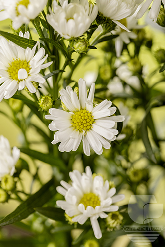 Waxflower                     