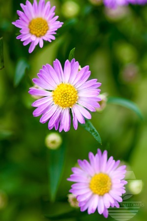 Waxflower                     