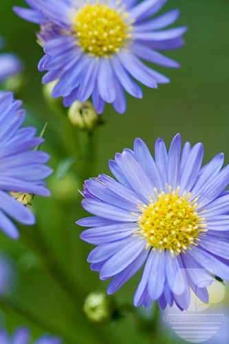 Waxflower                     