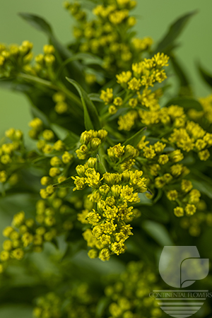 Waxflower                     