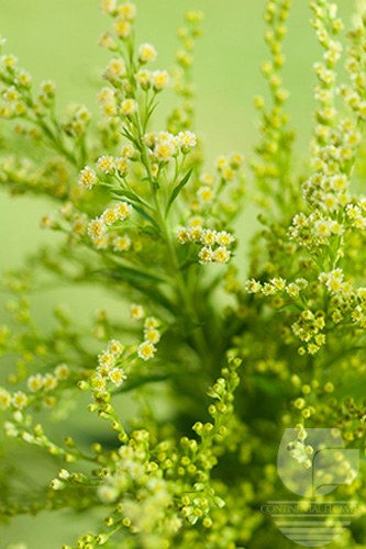 Waxflower                     