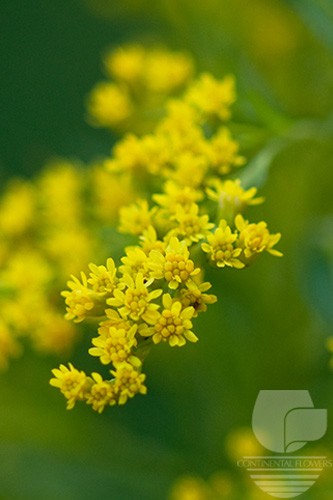 Waxflower                     