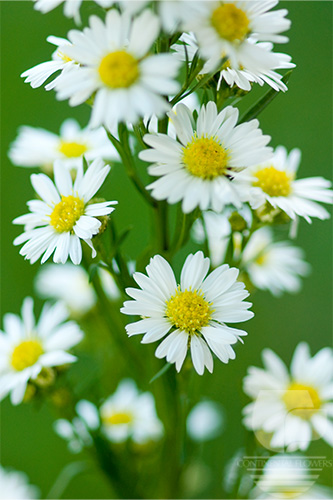 Waxflower                     