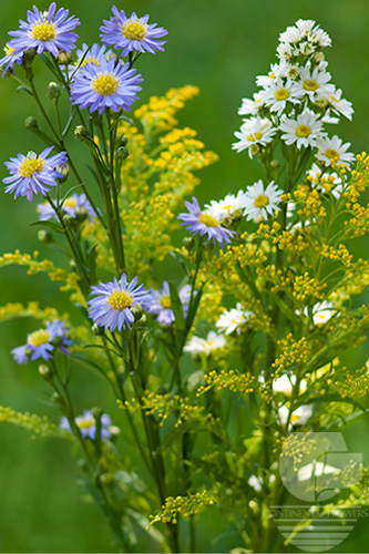 Waxflower                     