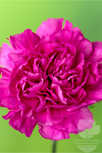 Continental Flowers Growers Importers Distributors