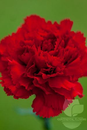 Strawflower
