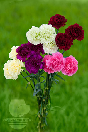 Waxflower
