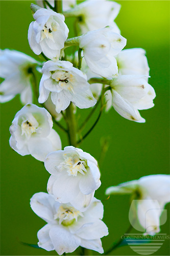 Waxflower                     