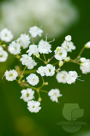 Waxflower                     