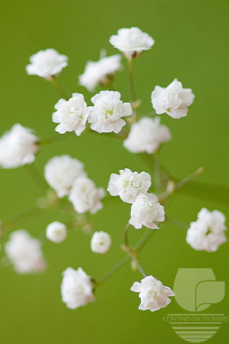 Waxflower                     