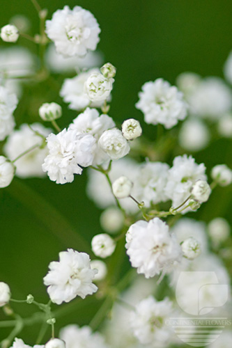 Waxflower                     