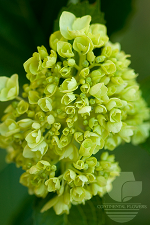 Waxflower                     