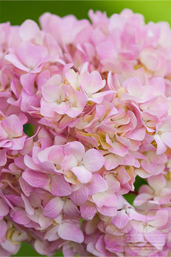 Waxflower