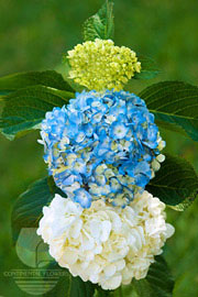 Waxflower