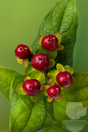 Waxflower                     