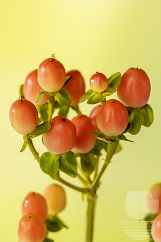 Waxflower                     