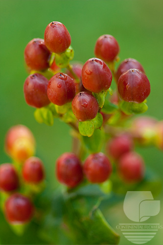 Waxflower                     