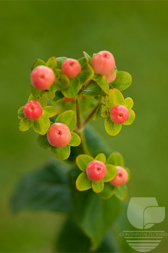 Waxflower                     