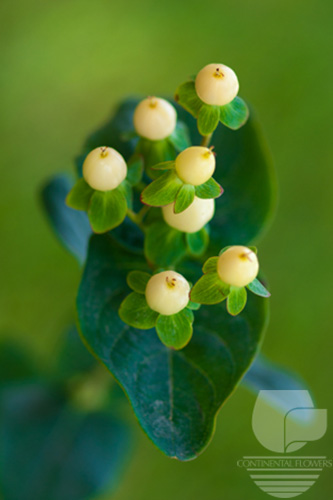 Waxflower                     