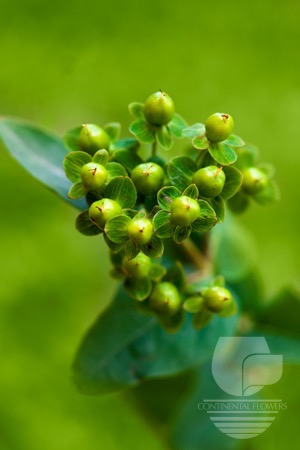 Waxflower                     