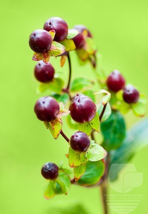 Waxflower                     