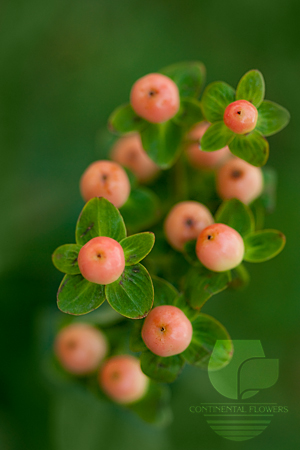 Waxflower                     