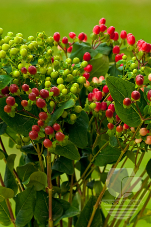 Waxflower                     