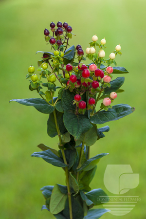 Waxflower                     