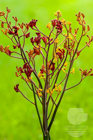 Waxflower                     