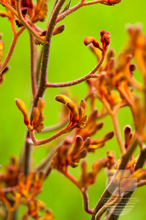 Waxflower                     