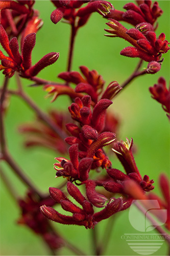 Waxflower                     