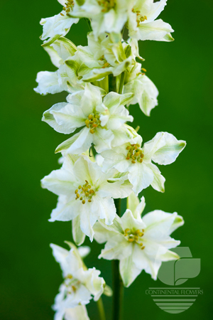 Waxflower                     