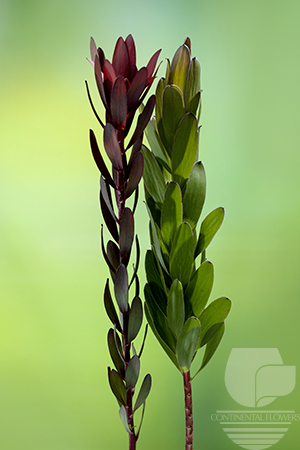 Waxflower                     