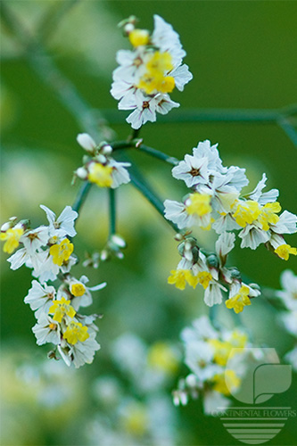 Waxflower                     