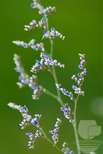 Waxflower                     