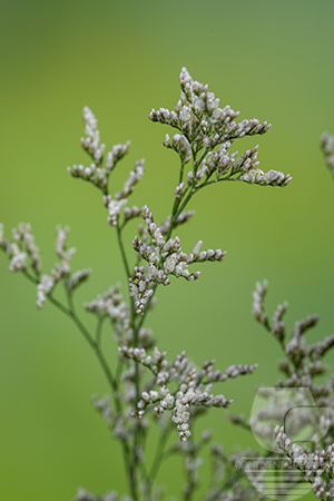 Waxflower                     