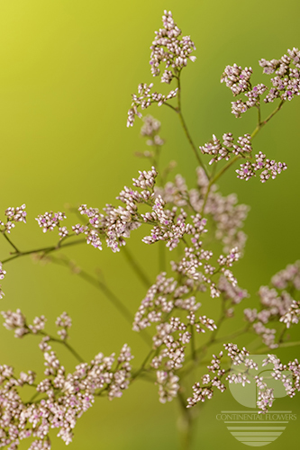 Waxflower                     